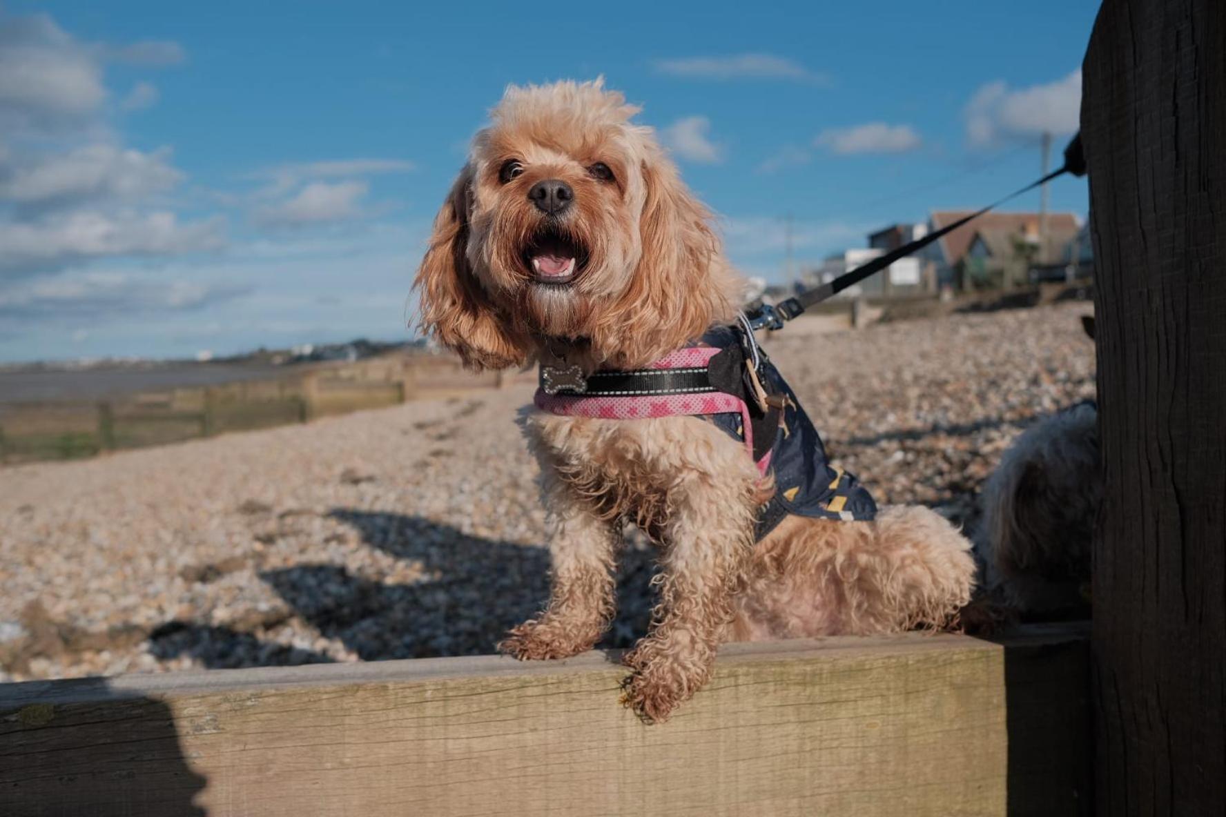 Casalie At Whitstable Campsite *